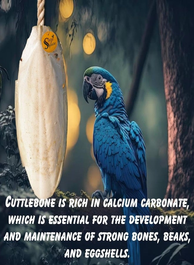 سايج سكوير عظم حبار مربع من سيج - 100 غرام من عظام الحبار الممتازة للطيور والزواحف | غني بالكالسيوم | مكمل غذائي أساسي لجميع مراحل الحياة | مكمل معدني أساسي للطيور - Image 3